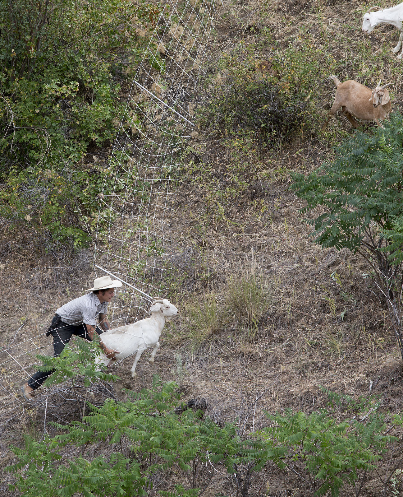 190710-newslocal-goats 06.jpg